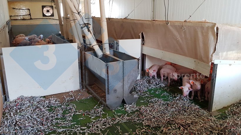 Figure 4. Nursery barn with large groups with the option for paneling and reducing spaces.